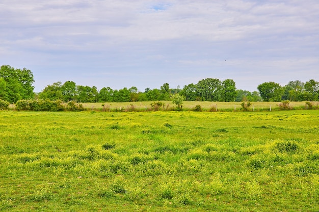 Wolkenhemel boven groen veld met gele primrose bloemen en verre boslijn