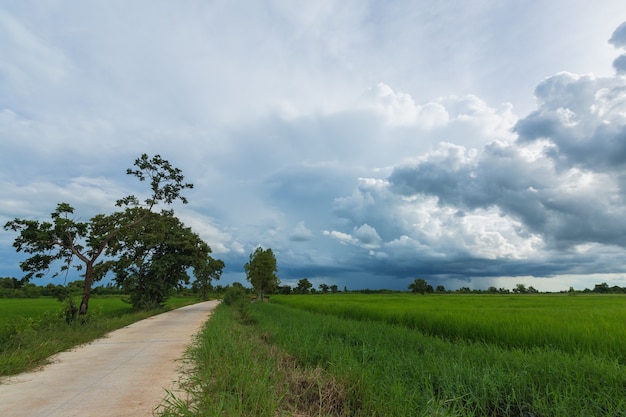 Wolkenhemel over rijstveld met waterbezinning