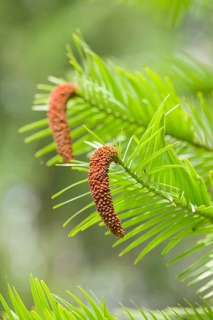 Photo wollemi pine tree