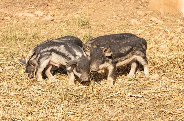 Wollige babyvarkens in een boerderij