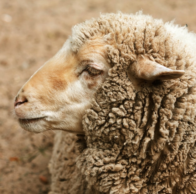 Wollige schapen in de dierentuin