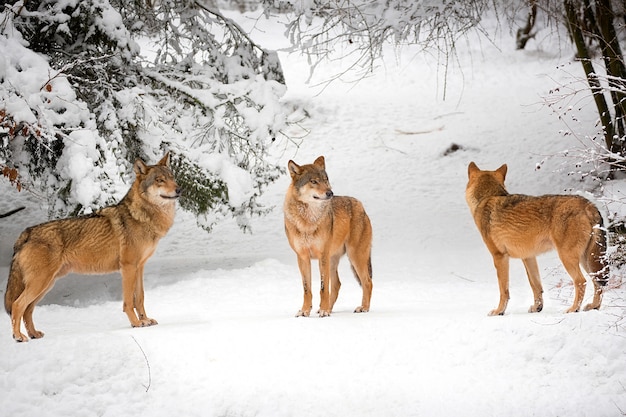 Wolven in de winter