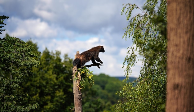 Wolverine aka wolverene Gulo gulo resting on top of dry tree blurred forest and sky background