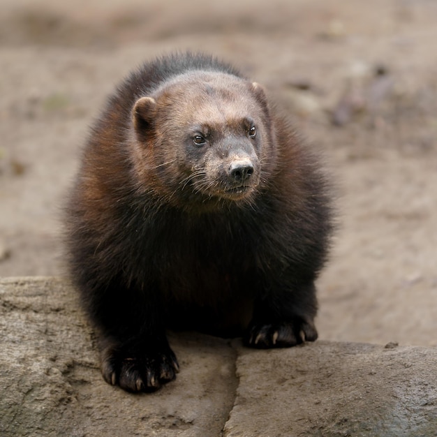 ウルバリン