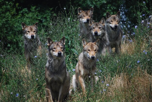 Photo wolves on field at planete sauvage