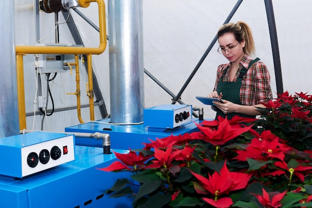 女性の農業技術者は、赤いポインセチアの花が育つ温室で機器を操作します