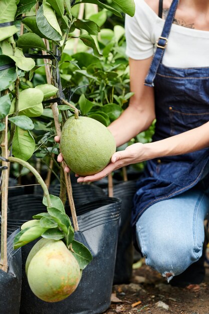 Woman in apron checking growing pomelo fruits