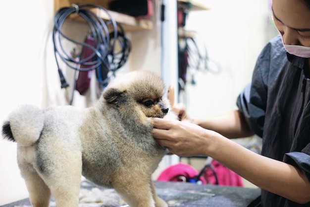 女性は犬を掃除しています。