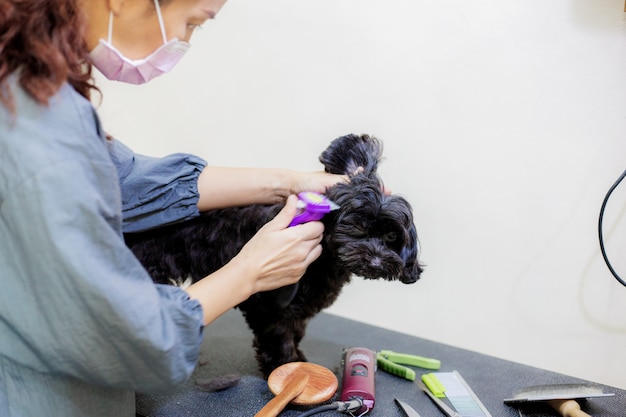 Woman are cutting hair a dog on table.