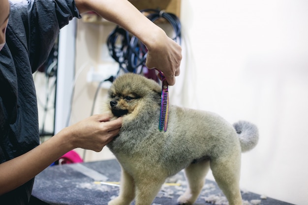 女性は犬を髪を切っている。