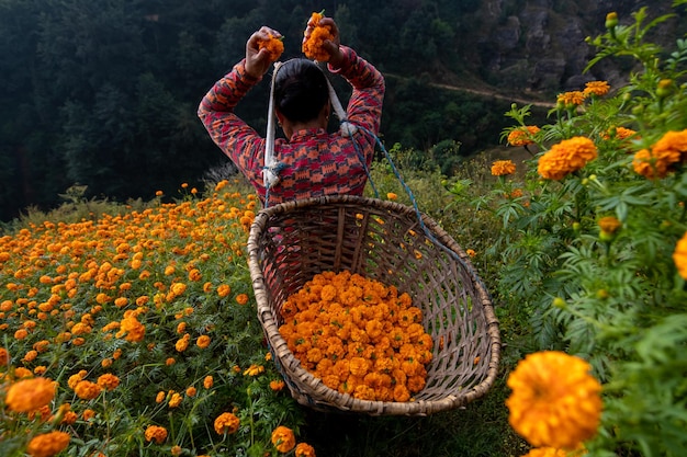 A woman in a basket of marigolds