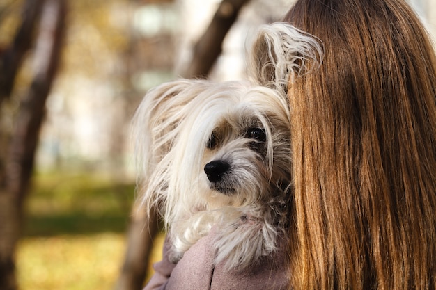 小さな犬を保持している長い髪に満足して美しい若い女性