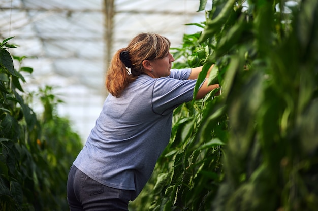 The woman in blue clothes performs work in the greenhouse