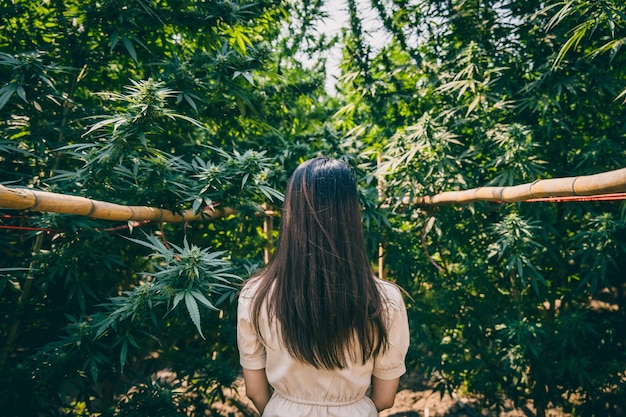 대마초 농장에있는 여자, 마리화나 또는 대마 녹색 초본 식물로 서있는 소녀.
