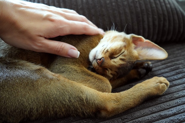 彼女の素敵なペットを愛撫している女性は、リビングルームのソファに横たわっているアビシニアンの子猫