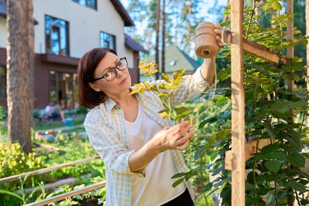 Woman caring for a climbing rose bush tying branches on a wooden support