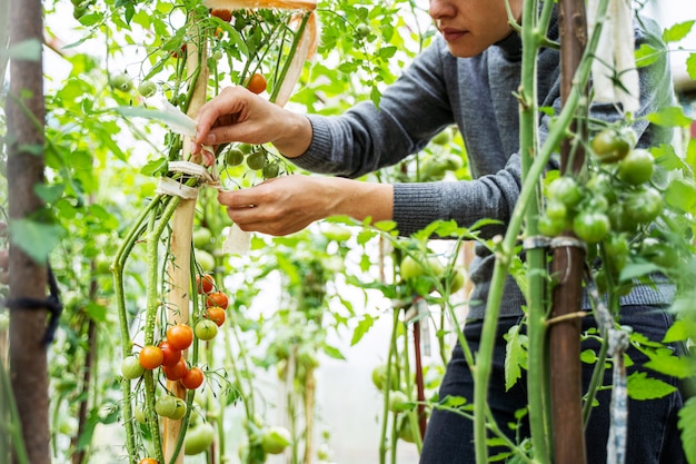 Woman caring for growing tomato fruits in a greenhouse