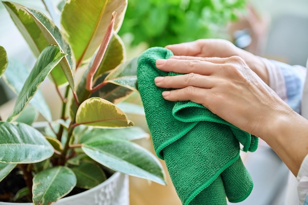 Woman caring for house plants in pots wiping dirt and dust from plant leaves