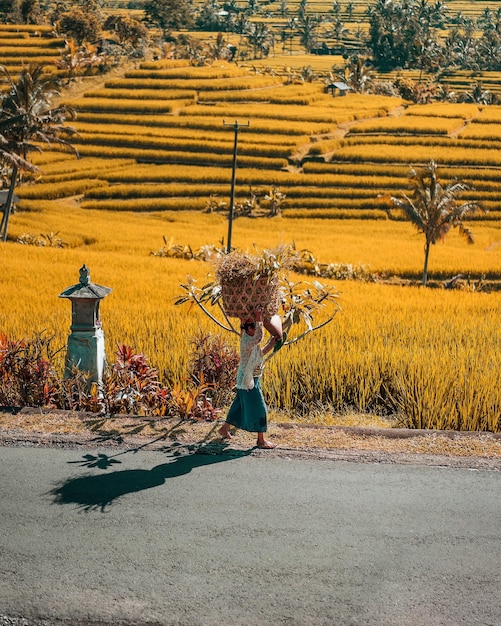 Photo a woman carrying big basket using her head photo