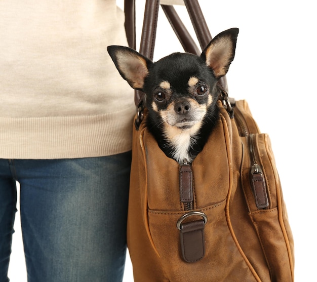 Woman carrying cute chihuahua puppy in her bag isolated on white