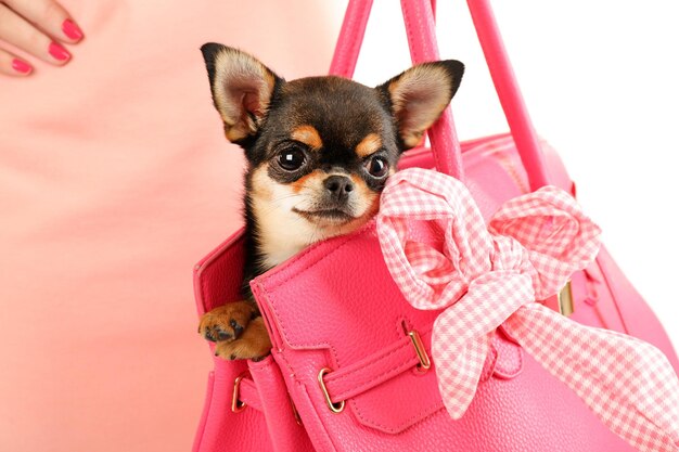 Foto donna che porta un cucciolo di chihuahua carino in close-up in borsa rosa