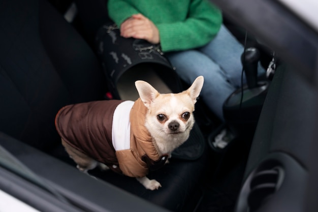 写真 ペットを車に乗せる女性