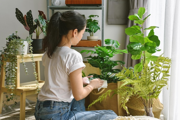 モンステラの葉を冷やして世話をする女性人工植物カシワバゴムノキ木家のインテリアと空気浄化のための屋内熱帯自然観葉植物