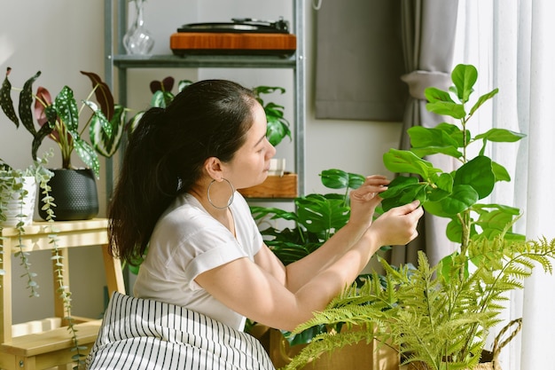 モンステラの葉を冷やして世話をする女性人工植物カシワバゴムノキ木家のインテリアと空気浄化のための屋内熱帯自然観葉植物