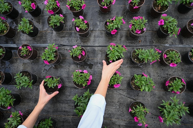 La donna sceglie i vasi di fiori al negozio di vivai di piante da giardino piantine di fiori in crescita