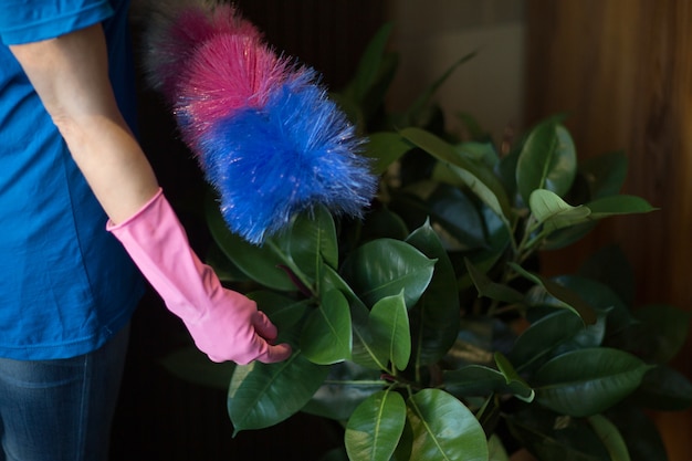 Foto donna che pulisce le foglie verdi delle piante di giardinaggio domestiche. cura delle piante. paesaggista.