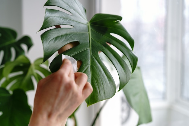 屋内で植物を掃除する女性