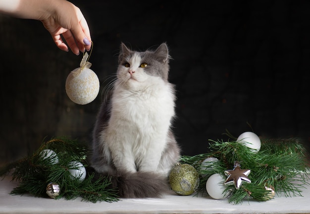 女性は猫によって壊れたクリスマスツリーをきれいにします