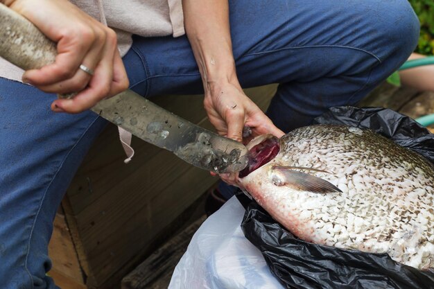 女性はまな板の上の巨大な魚の鯛をきれいにします