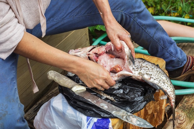 女性はまな板の上の巨大な魚の鯛をきれいにします