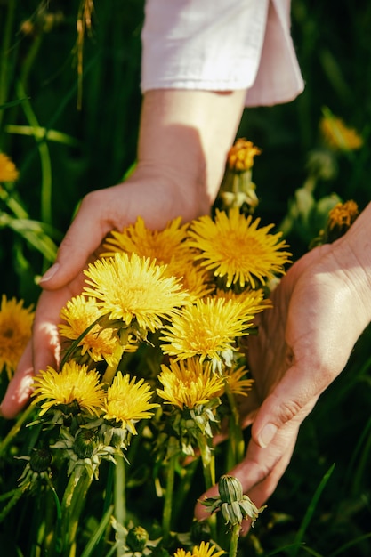 The woman collects dandelion for medicinal purposes