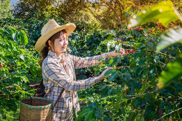 사진 한 여인이 도이 <unk> 치앙라이 태국에서 바구니 농장에서 나무에서 신선한 커피를 수집합니다.