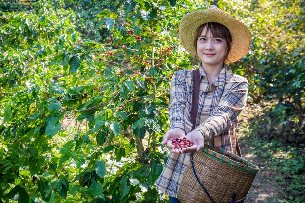 Женщина собирает свежий кофе с дерева на плантации корзины в Дои Чанг Чианг Рай, Таиланд