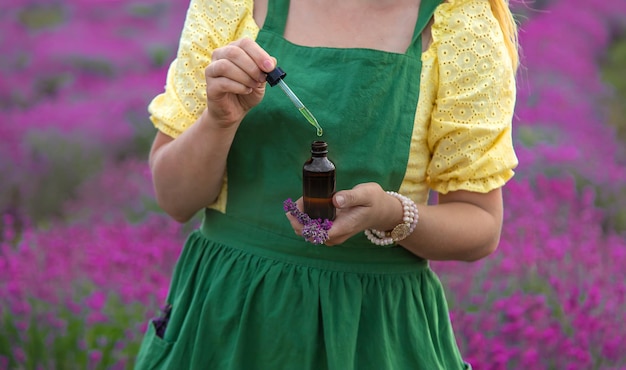 A woman collects lavender flowers for essential oil Selective focus