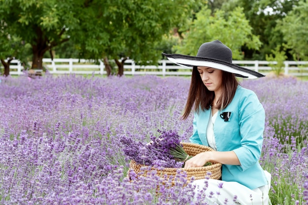 Woman collects lavender in straw basket  Lady in dress and hat in lavender field 