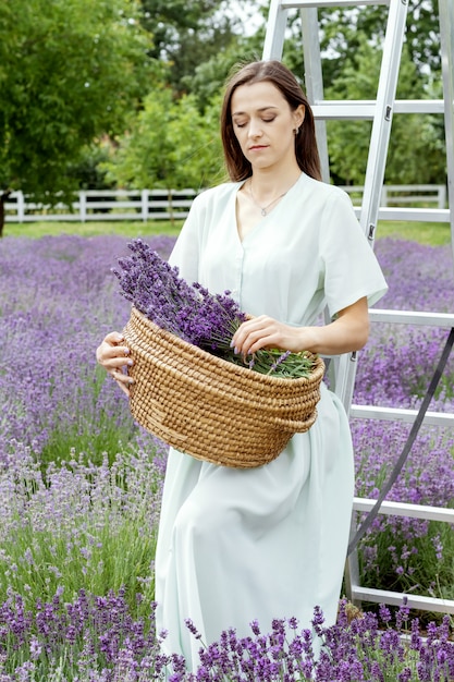 Woman collects lavender in straw basket  Lady in dress and hat in lavender field 