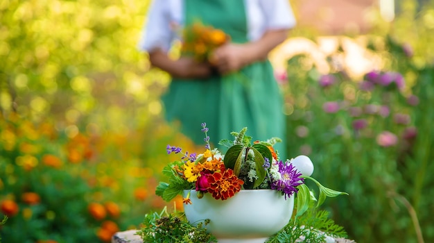 The woman collects medicinal herbs and flowers. Selective focus.