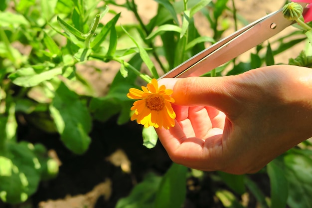 庭に咲くマリーゴールドの花を収穫するために薬用植物キンセンカを集める女性