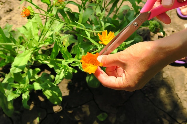женщина собирает лекарственное растение календулу для сбора урожая. в саду цветут бархатцы