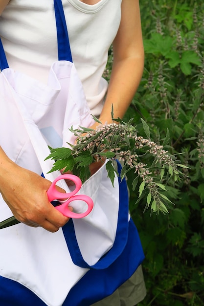 女性は、フィールド伝統医学の概念で薬用植物マザーワートを収集します