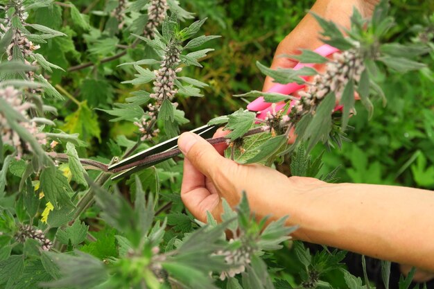 Una donna raccoglie una pianta medicinale motherwort nel concetto di medicina tradizionale campo