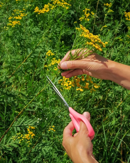 女性はフィールドでタンジーを収集します。薬用植物のコンセプトを選ぶ