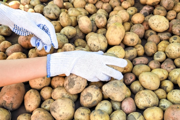 여자는 수확된 감자의 괴경을 수집합니다. 원예 및 수확 감자 개념