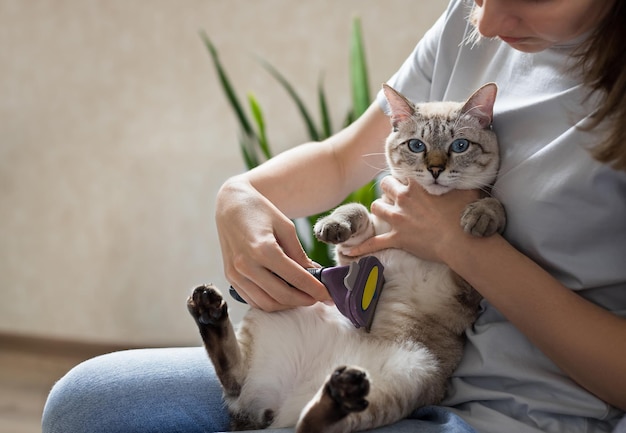 Donna che pettina il simpatico gatto soriano con la spazzola a casa