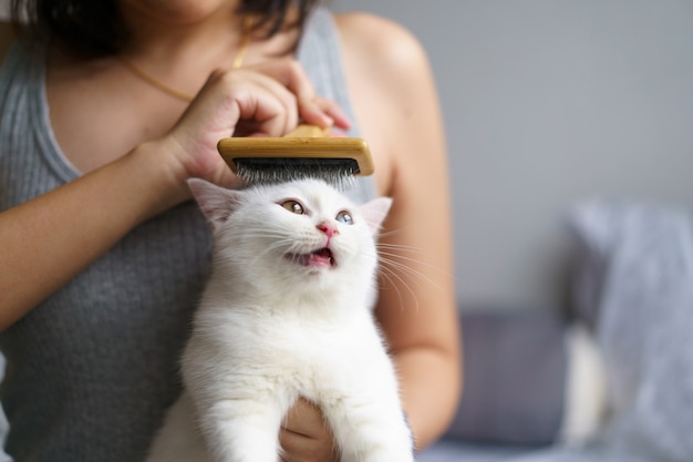 귀여운 흰 고양이 영국 쇼트헤어 고양이를 브러시로 빗질하고 즐기는 여자. 누워있는 얼룩 고양이의 코트를 청소합니다. 토종 동물. 복사 공간을 찾고 있습니다. 배너