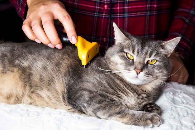 Una donna pettina il suo gatto grigio con una torcia per liberarsi della lana in eccesso. prendersi cura di animali domestici